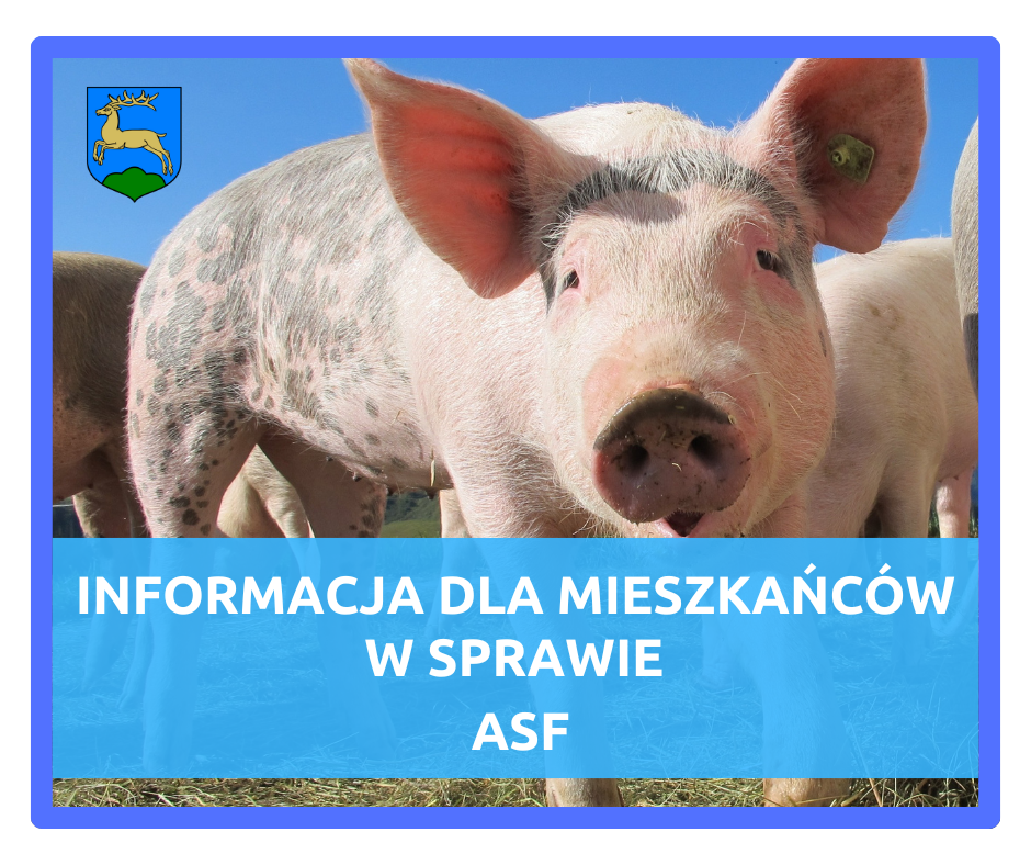 Afrykański pomór świń (ASF) – ważna informacja dla hodowców świń