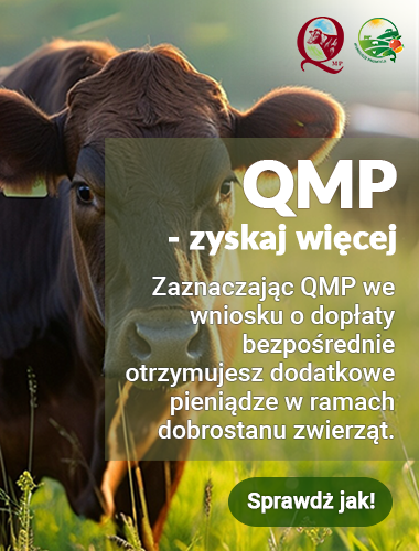 Ekoschemat „Dobrostan zwierząt”Dodatkowe pieniądze dla hodowców bydła z QMP – tylko do 16 czerwca!